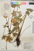 藏品(金蓮花)的圖片