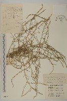 藏品(繩蟲實)的圖片