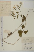 藏品(山白蘭)的圖片