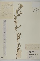 藏品(香青)的圖片