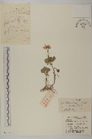 藏品(小紅菊)的圖片