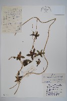 藏品(台參)的圖片