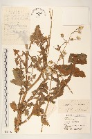 藏品(苦滇菜、苦菜)的圖片