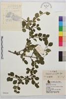 藏品(小葉鼠李)的圖片