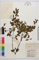 藏品(對節木)的圖片