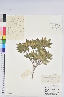 藏品(照白杜鵑)的圖片