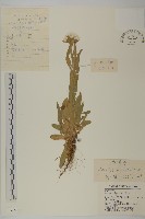 藏品(零零香)的圖片