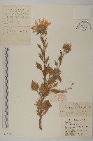 藏品(翠菊)的圖片