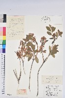 藏品(照白杜鵑)的圖片