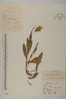 藏品(柔軟紫菀)的圖片