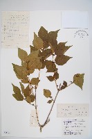 藏品(金銀忍冬)的圖片