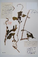 藏品(軟棗獼猴桃)的圖片