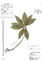 藏品(七葉一枝花)的圖片