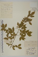 藏品(衛矛)的圖片