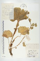 藏品(山俞菜)的圖片