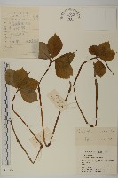 藏品(銀線草)的圖片