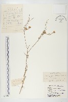 藏品(阿爾泰狗哇花)的圖片