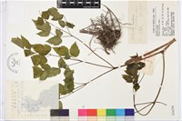 藏品(類葉升麻)的圖片