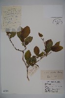 藏品(北京忍冬)的圖片