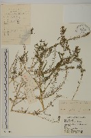 藏品(地膚、掃手草)的圖片