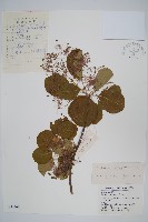 藏品(黃櫨)的圖片