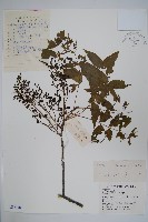 藏品(黃連木、爛心木)的圖片