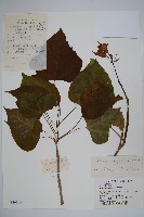 藏品(灰楸)的圖片