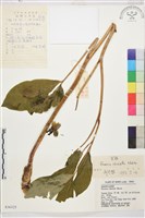 藏品(草芍藥, 山芍葯)的圖片