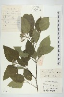 藏品(毛棶)的圖片