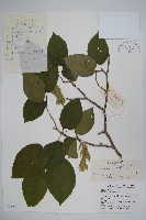 藏品(千金榆)的圖片