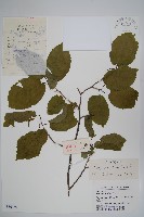 藏品(千金榆)的圖片