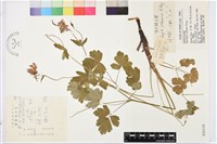 藏品(華北耬斗菜)的圖片