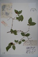 藏品(四月紅)的圖片