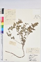 藏品(雀兒舌頭)的圖片