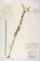 藏品(阿爾泰狗哇花)的圖片