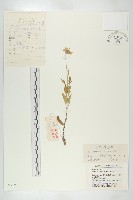 藏品(大花藍盆花)的圖片