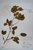 藏品(鵝耳櫪)的圖片