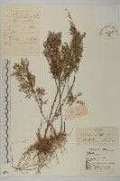 藏品(蒿子)的圖片