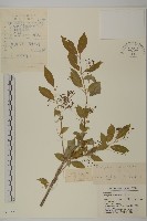 藏品(八寶茶)的圖片