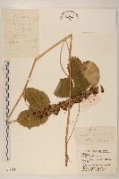 藏品(狹苞橐吾)的圖片