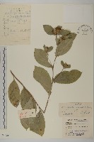 藏品(蒼朮、茅朮)的圖片