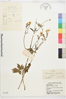 藏品(毛茛)的圖片