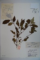 藏品(金花忍冬)的圖片