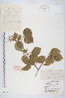 藏品(沙棶)的圖片