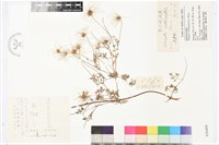 藏品(芹葉鐵線蓮)的圖片