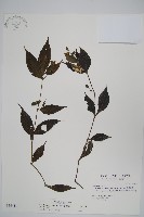 藏品(臺灣馬藍)的圖片