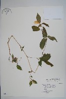 藏品(黃花鳳仙花)的圖片