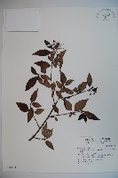 藏品(狹葉莢迷)的圖片