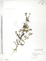 藏品(大籽當藥、巒大當藥)的圖片