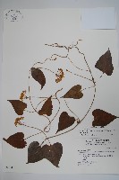 藏品(薄葉牛皮消)的圖片